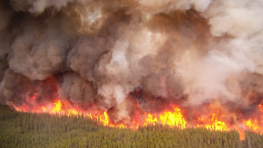 An aerial shot of a forest on fire with huge dark smoke plumes above it.