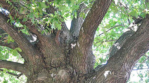 Provisional heritage listing for an oak with a WW1 link