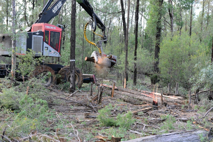 Logging at Pilliga