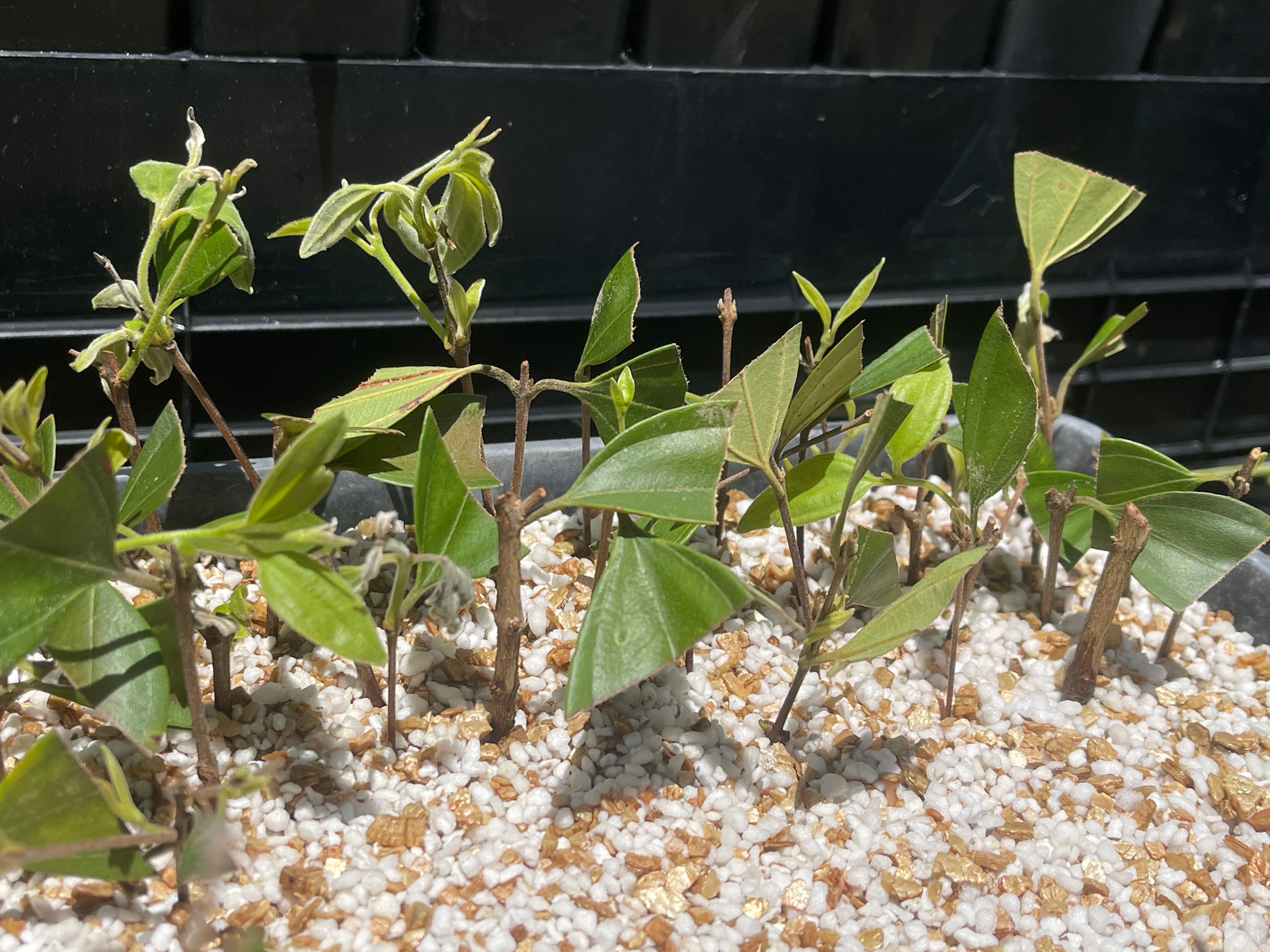 Pequenos vasos de plantas zumbis Rhodamnia alinhados em fileiras em um viveiro em Maleny.