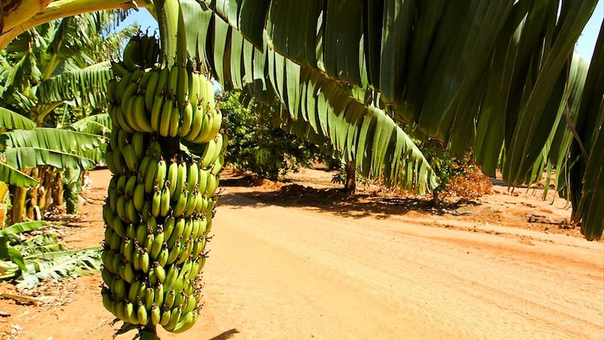 Где растут бананы дерево. Банановое дерево. Бананы растут. Африканские бананы. Растения Африки бананы.