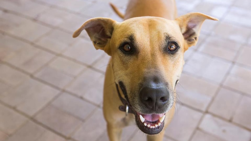 Brown, short haired dog smiling at camera.