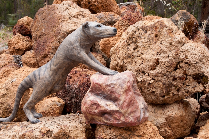 a model marsupial on orange rocks