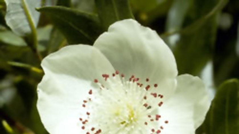 Leatherwood flower