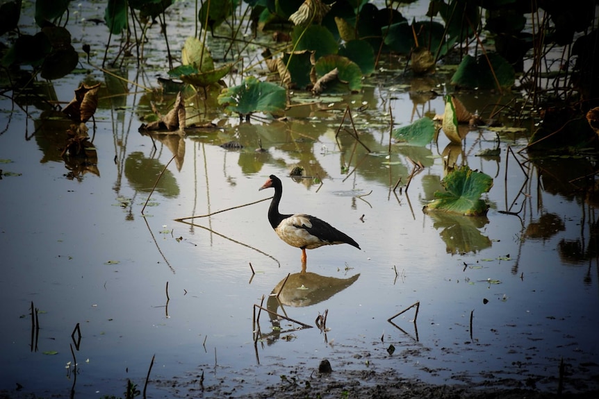 A magpie goose in a waterhole in Kakadu