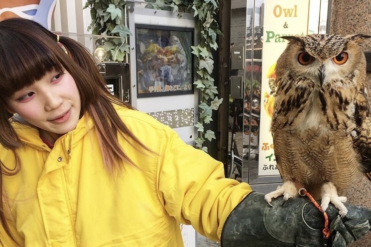 An owl stands on the arm of a woman with an Asian appearance.