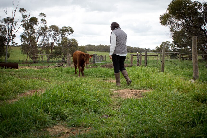 Pauline Johnston walks toward a calf.