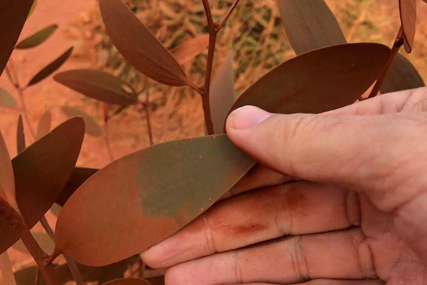 Holding onto a plant with iron ore dust