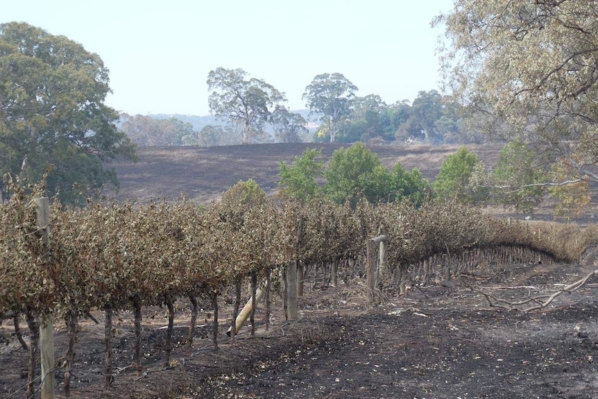 A vineyard with dried burnt vines