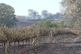 A vineyard with dried, burnt vines
