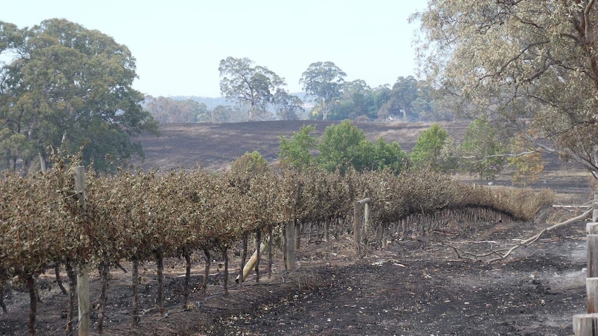 A vineyard with dried burnt vines