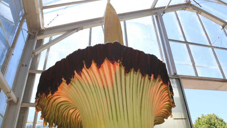 Corpse Flower in Adelaide