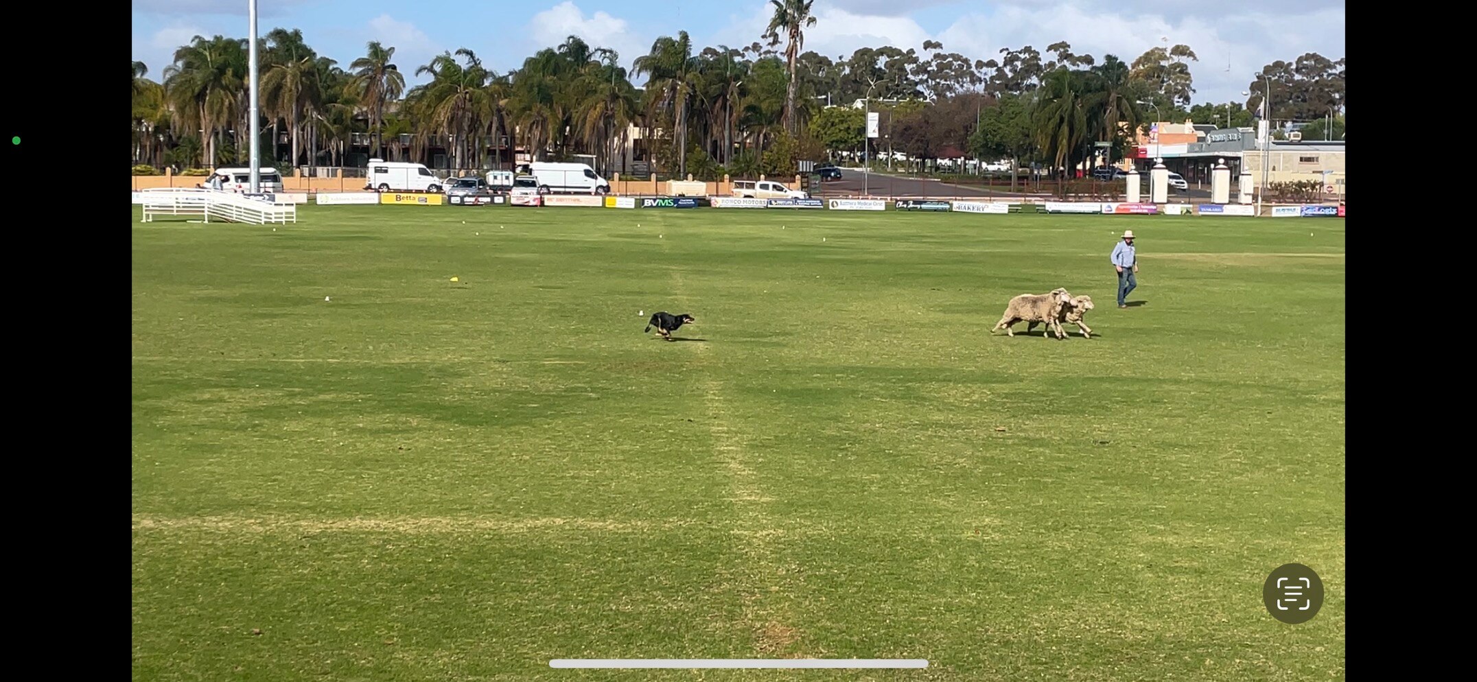 Running of the sheep returns as part of Barmera sheep dog trials ABC News