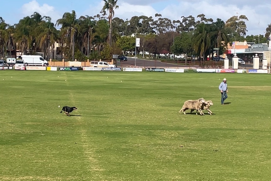 A dog chasing sheep with a man standing to the side on a big open oval