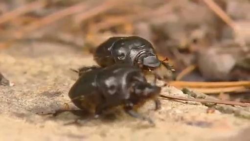 Two dung beetles
