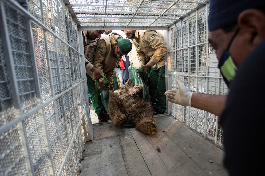 Group of men in khaki shirts, green pants move large brown bear into a crate