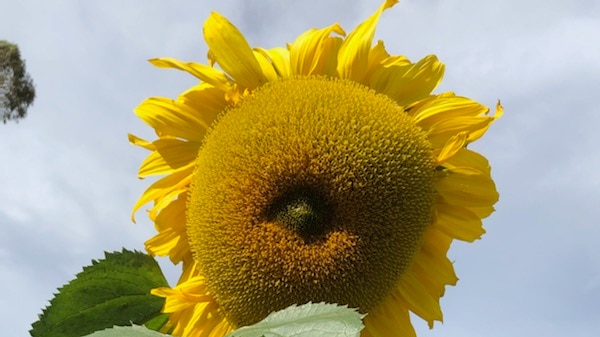 Giant Russian sunflower