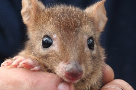 A small woylie marsupial held in two hands.