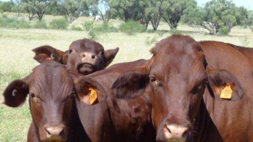 Santa gertrudis cattle at Longway Station near Longreach