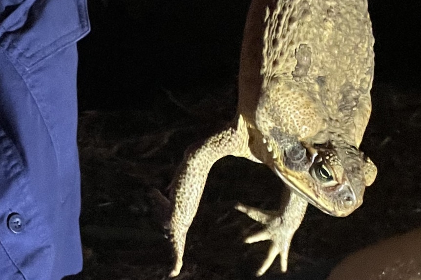 Person holding upside down cane toad at night.