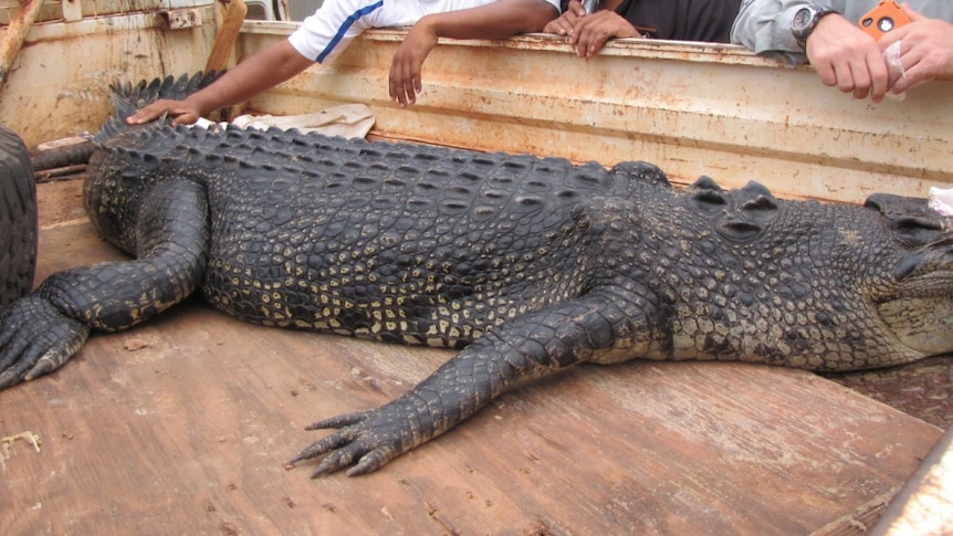 Ranger shoot rogue crocodile