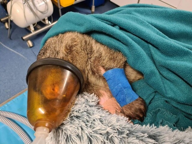 Wombat killer search underway after animal dies post-surgery from ...