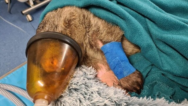 Wombat receiving veterinarian care