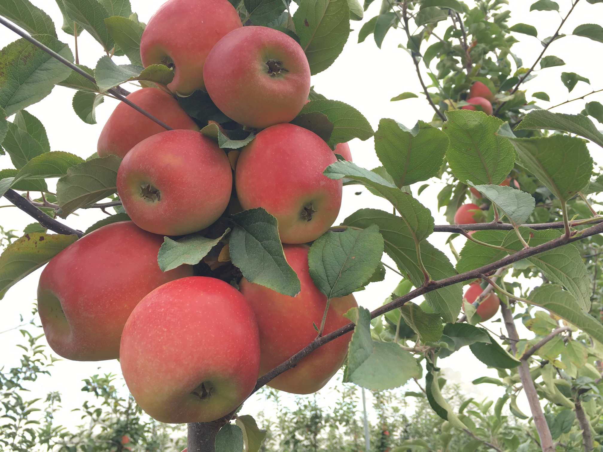 An apple battleoff Red delicious to compete with new 'Kanzi' variety