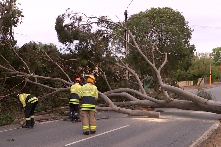 Three people in yellow firefighting gear inspect a large tree laying on a road