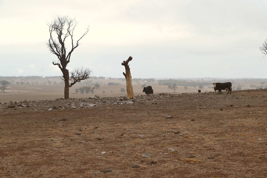 Two cows stand in a dry paddock.