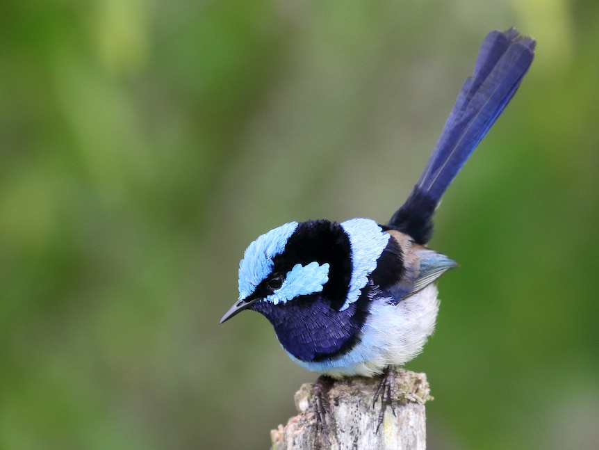 A tiny bird sitting ona fence post. The body is a range of vvibrant blues and black. 