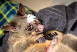 A possum with a patch over its eye