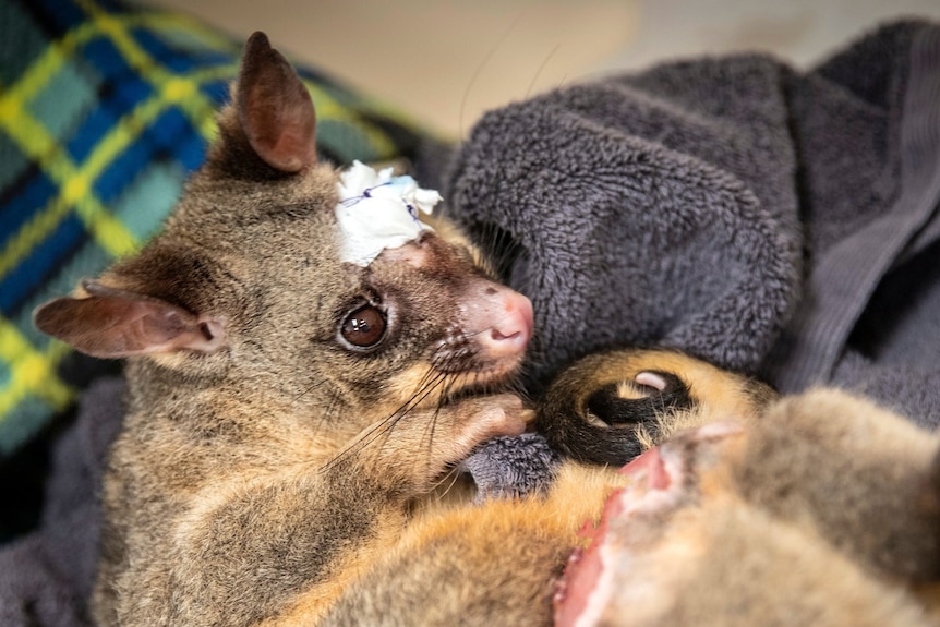 A possum with a patch over its eye
