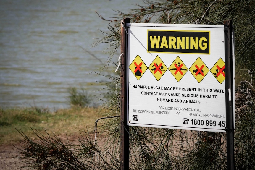 A warning sign by lake wyangan waters saying harmful algae may be present and warning against swimming or fishing and dogs there