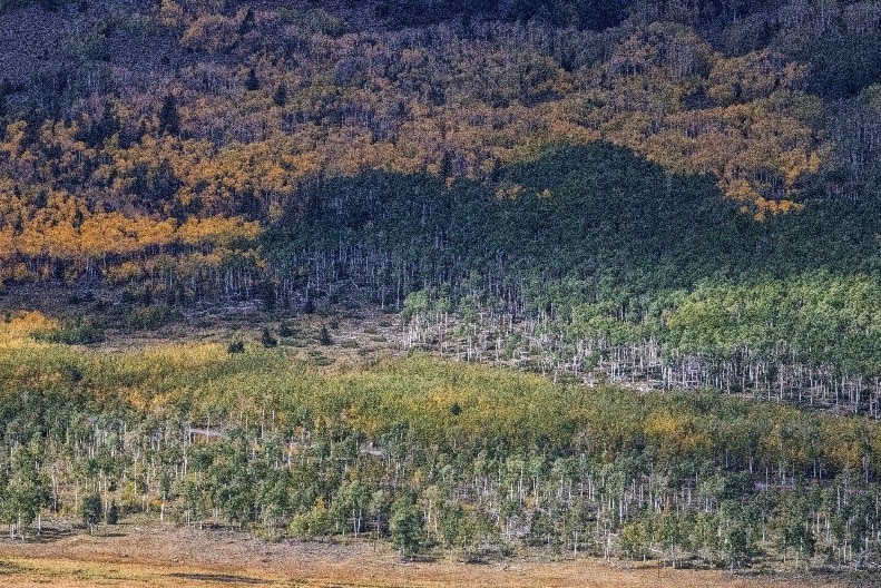 A panoramic view of a forest.