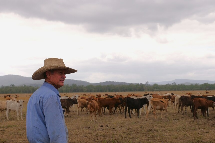 A man, wearing a hat, looks over his cattle with clouds in the distance.