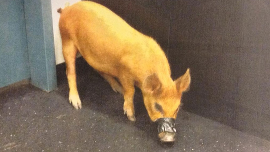 Domestic brown pig with its snout taped shut walking around in a room at the Gabba Ashes Test in Brisbane in November 2013.