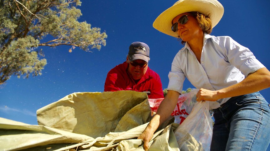 A woman in a sunhat and a man in a cap pick up large sheets of plastic.