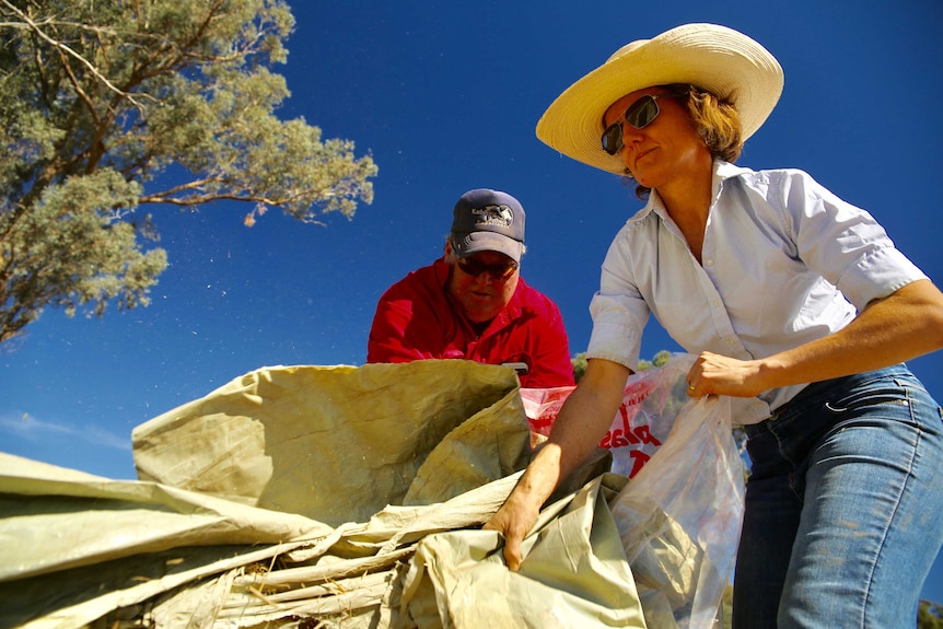 A woman in a sunhat and a man in a cap pick up large sheets of plastic.