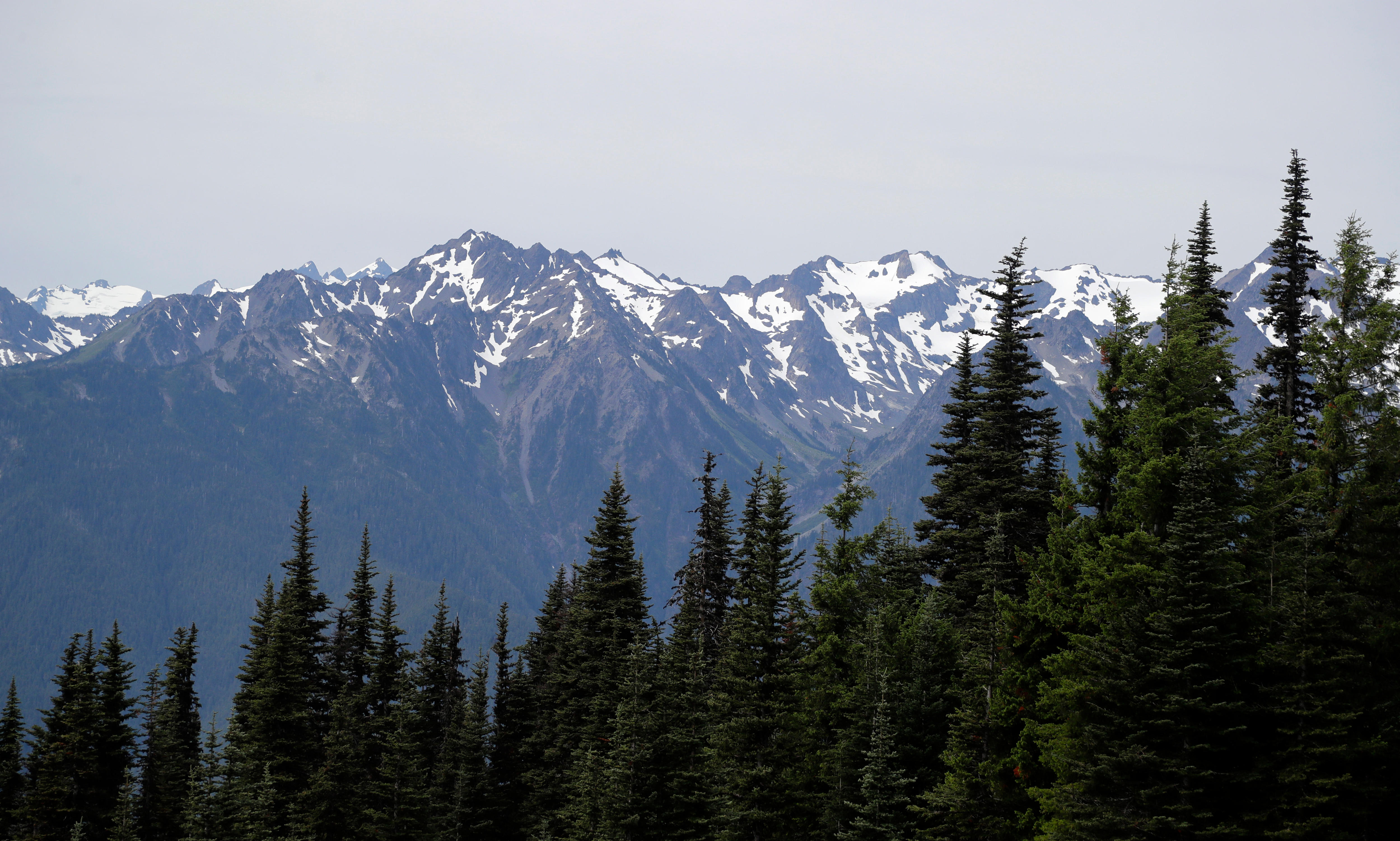 Tall pine trees in front of a snow-capped mountain range.
