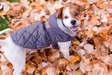 A small white and brown dog wearing a grey puffer jacket, surrounded by autumn leaves
