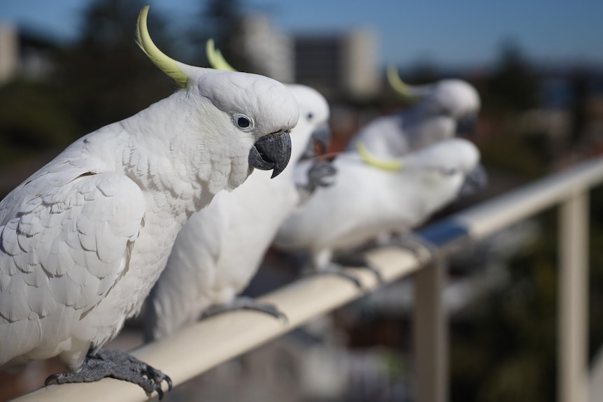 A group of cockatoos