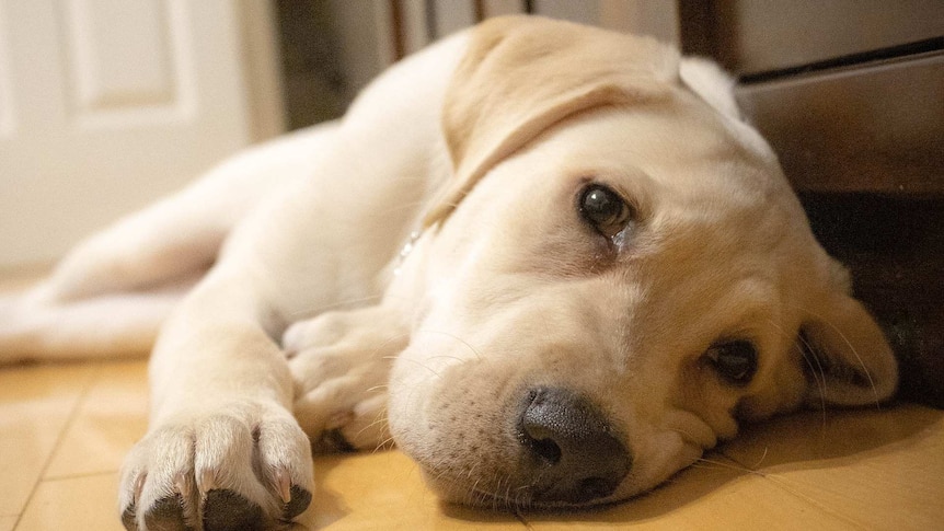 A yellow dog lying on the floor at home looking sad at camera.