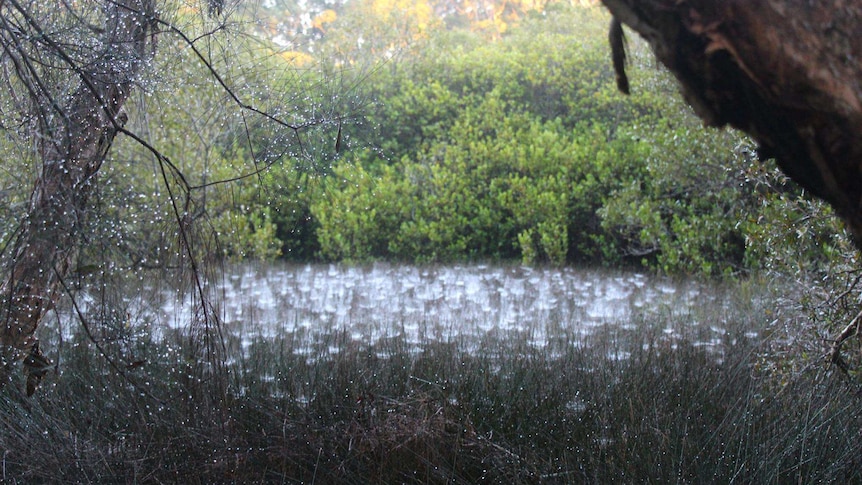Tent spider webs.