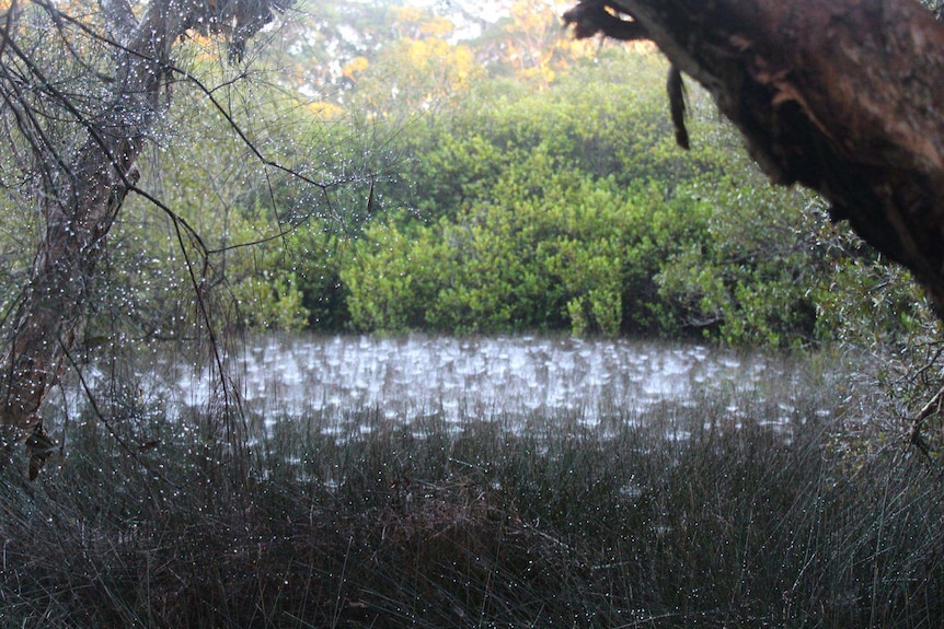 Tent spider webs.