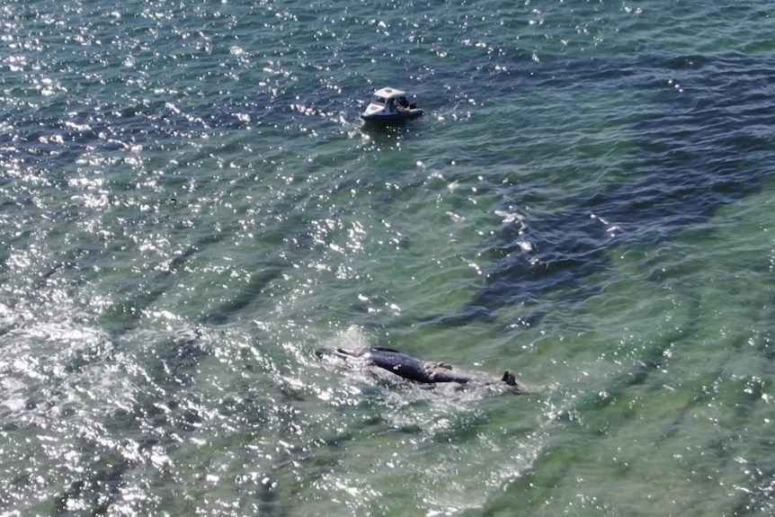 A boat near a dead whale in water