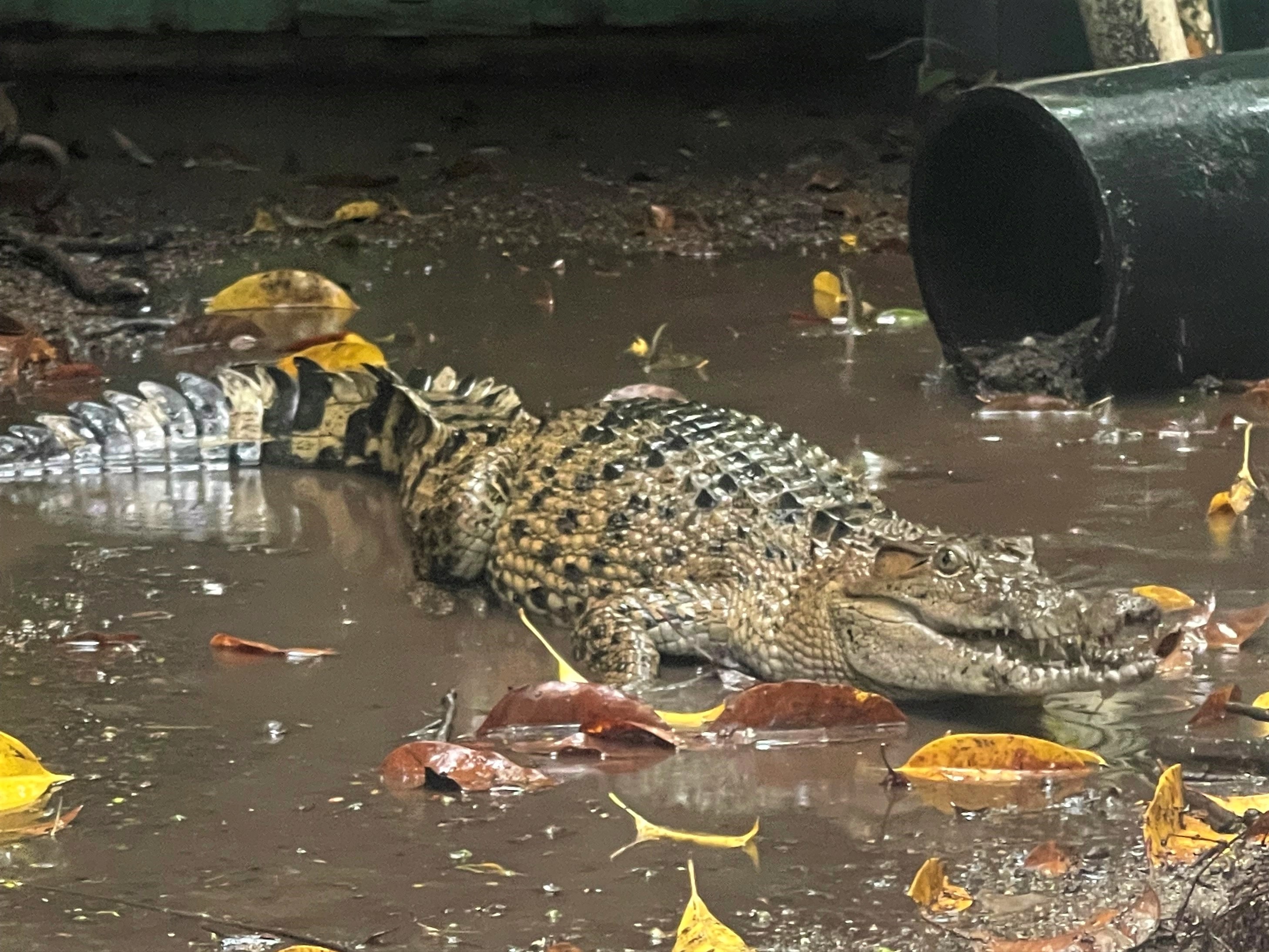 A New Guinea crocodile lays in murky water next to a large black pipe.