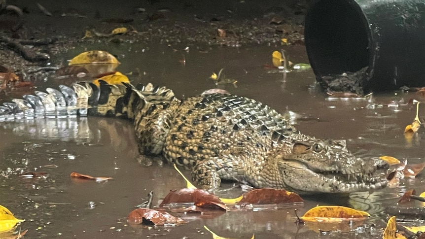 A New Guinea crocodile lays in murky water next to a large black pipe.