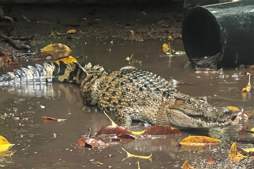 A New Guinea crocodile lays in murky water next to a large black pipe.