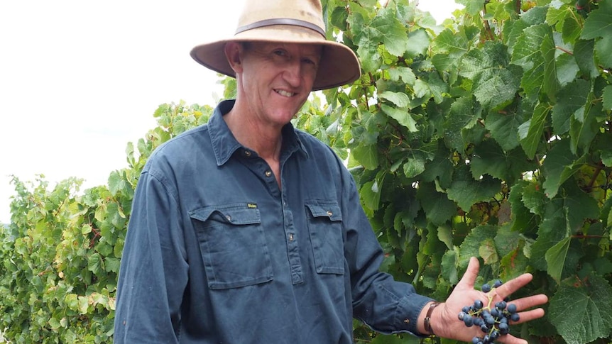 John Standish inspecting grapes